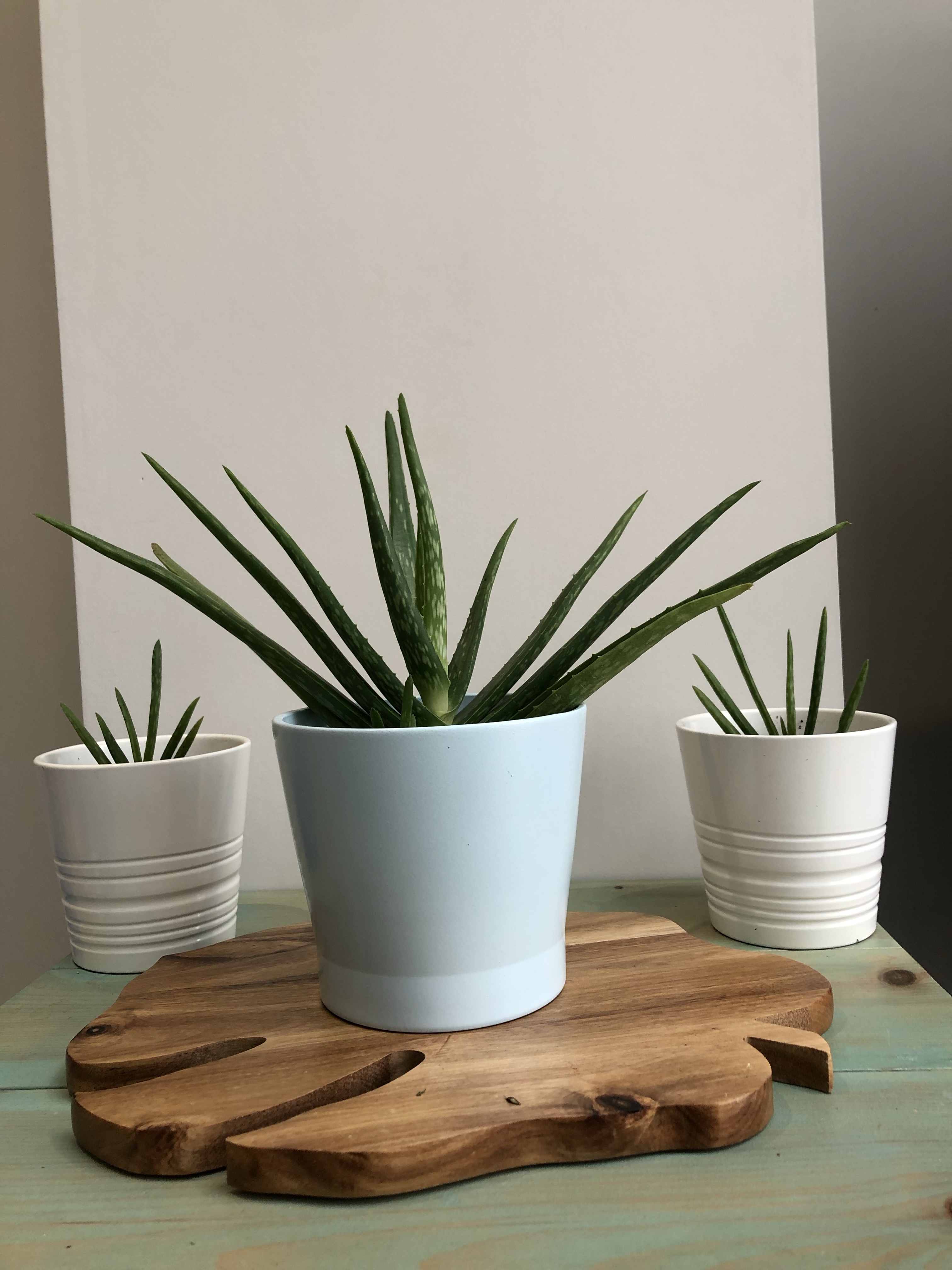 Aloe Vera Plant Care