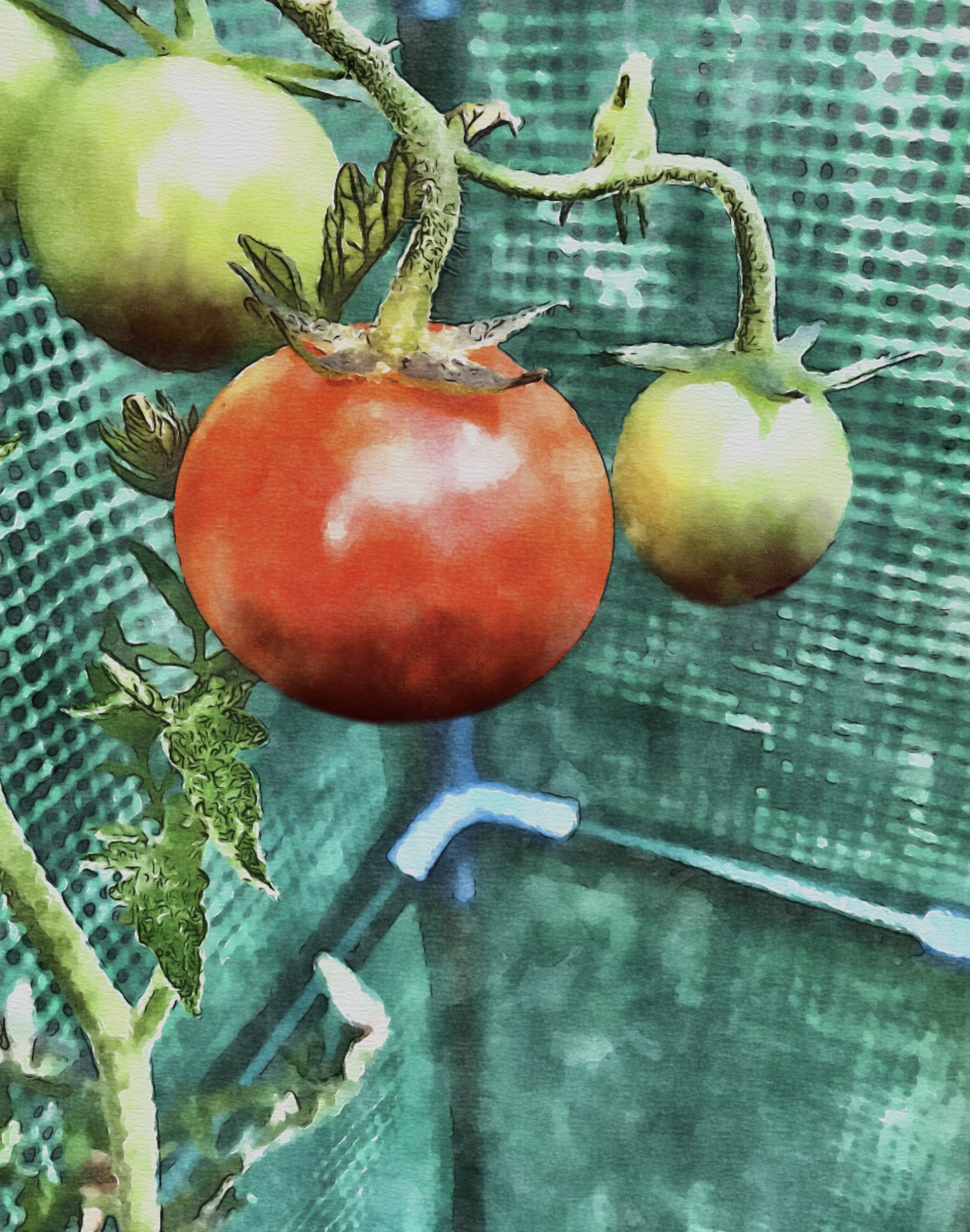 Blossom End Rot. What It Is And How To Stop It.