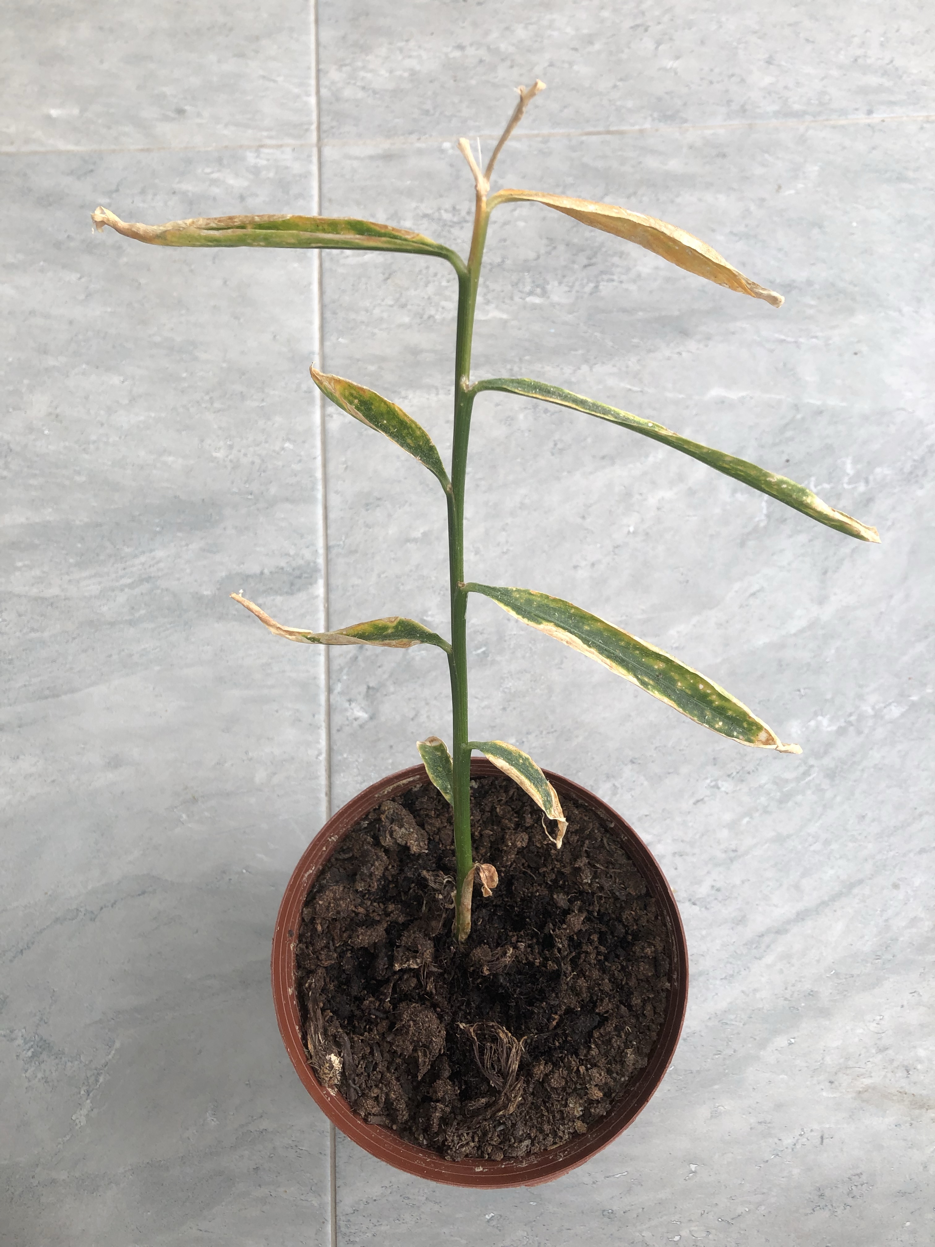 10 Signs Your Plant Needs Something And What To Do About It.