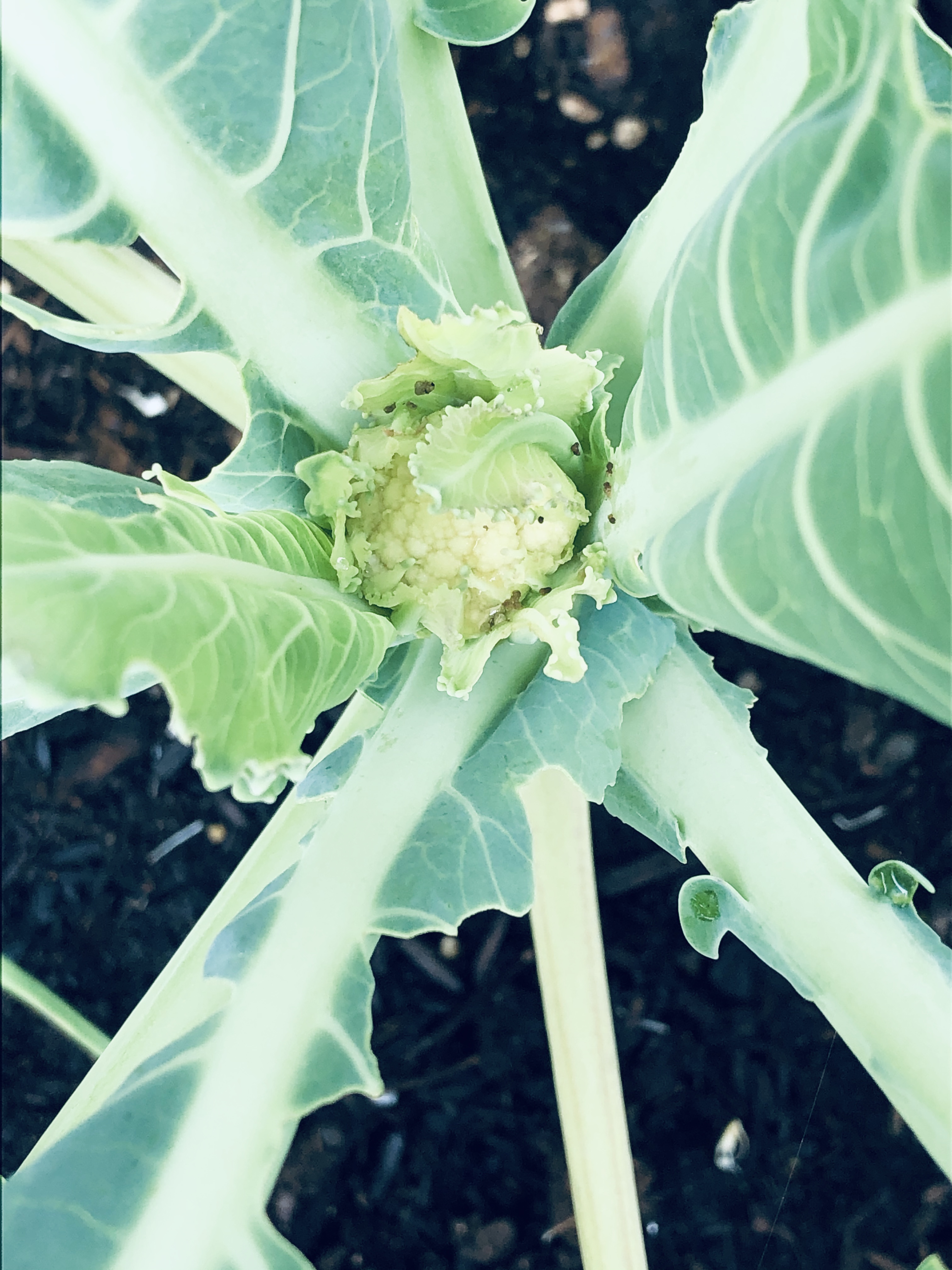 How To Grow Cauliflower