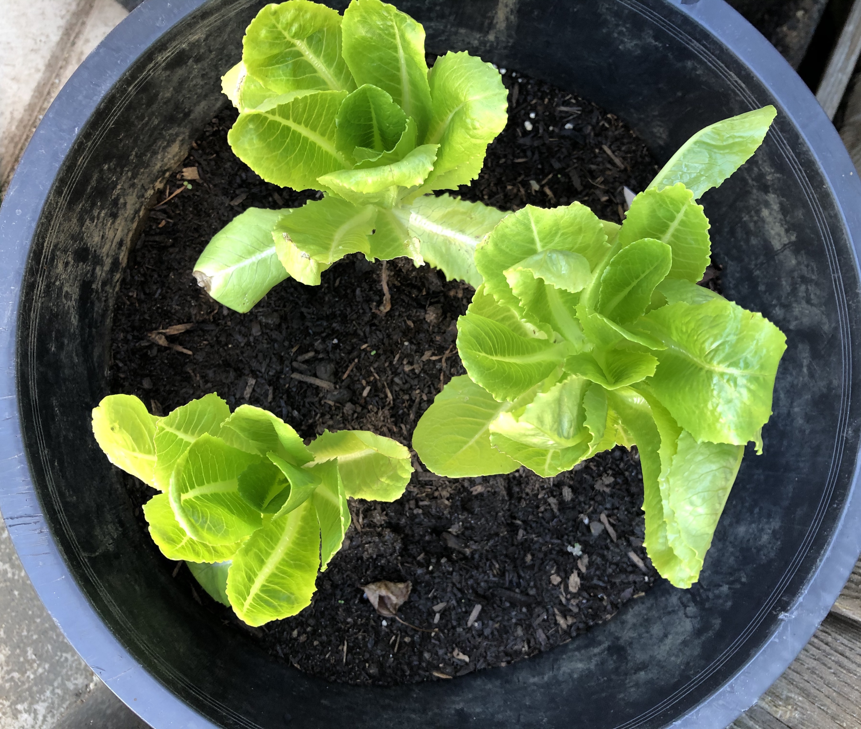 How To Grow Paris Island Lettuce