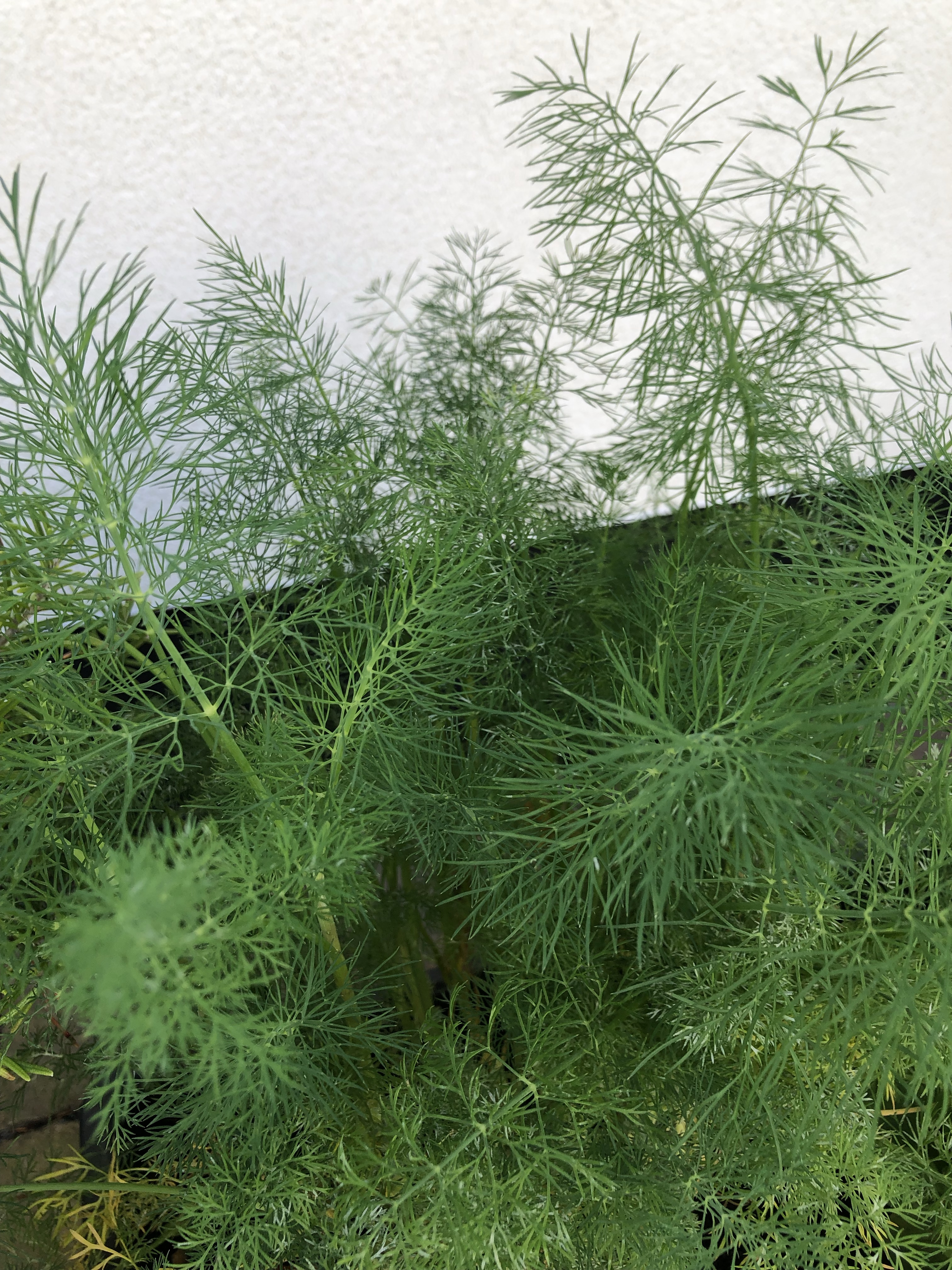 How To Grow Dill