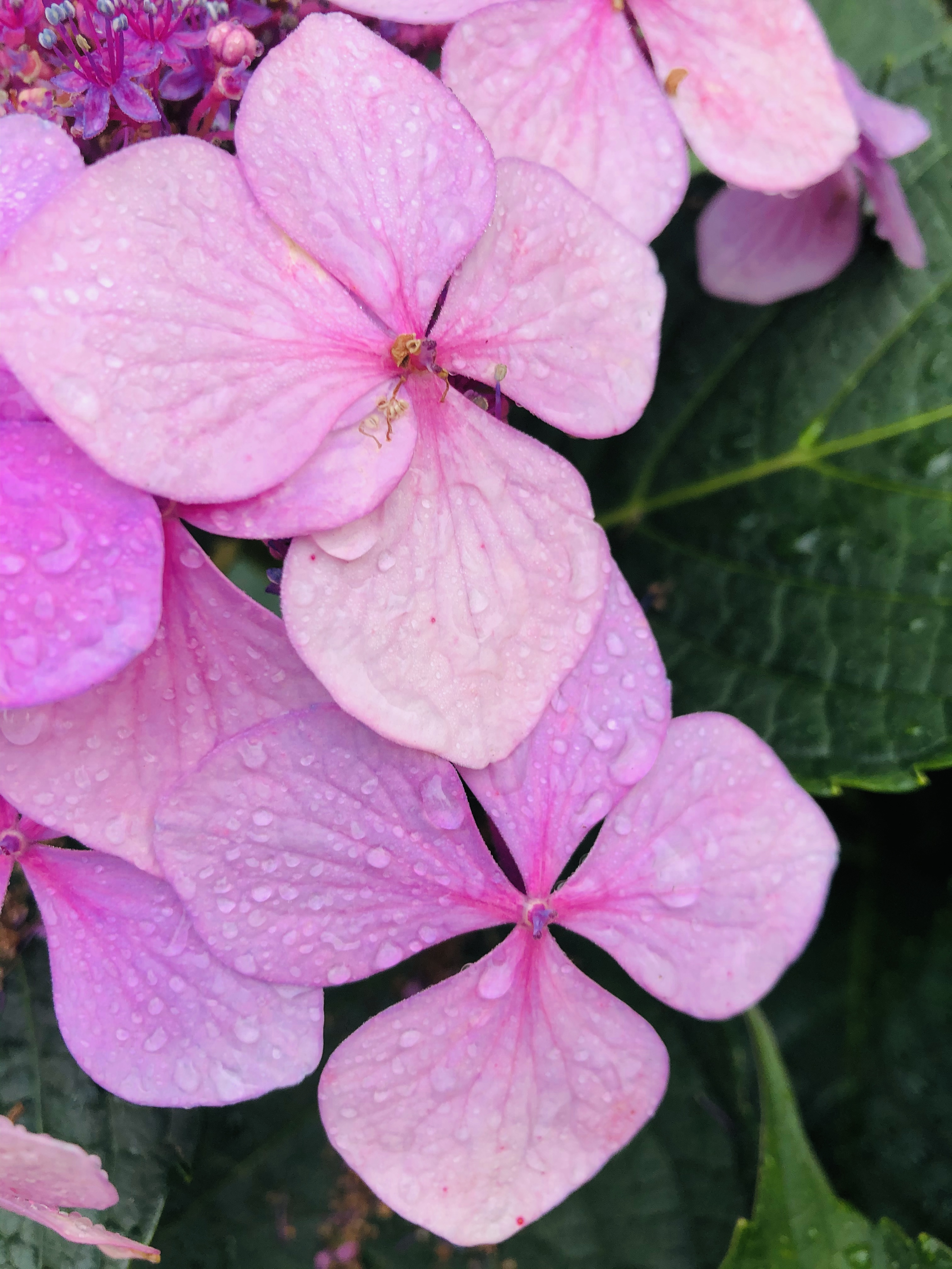 How To Grow Hydrangeas
