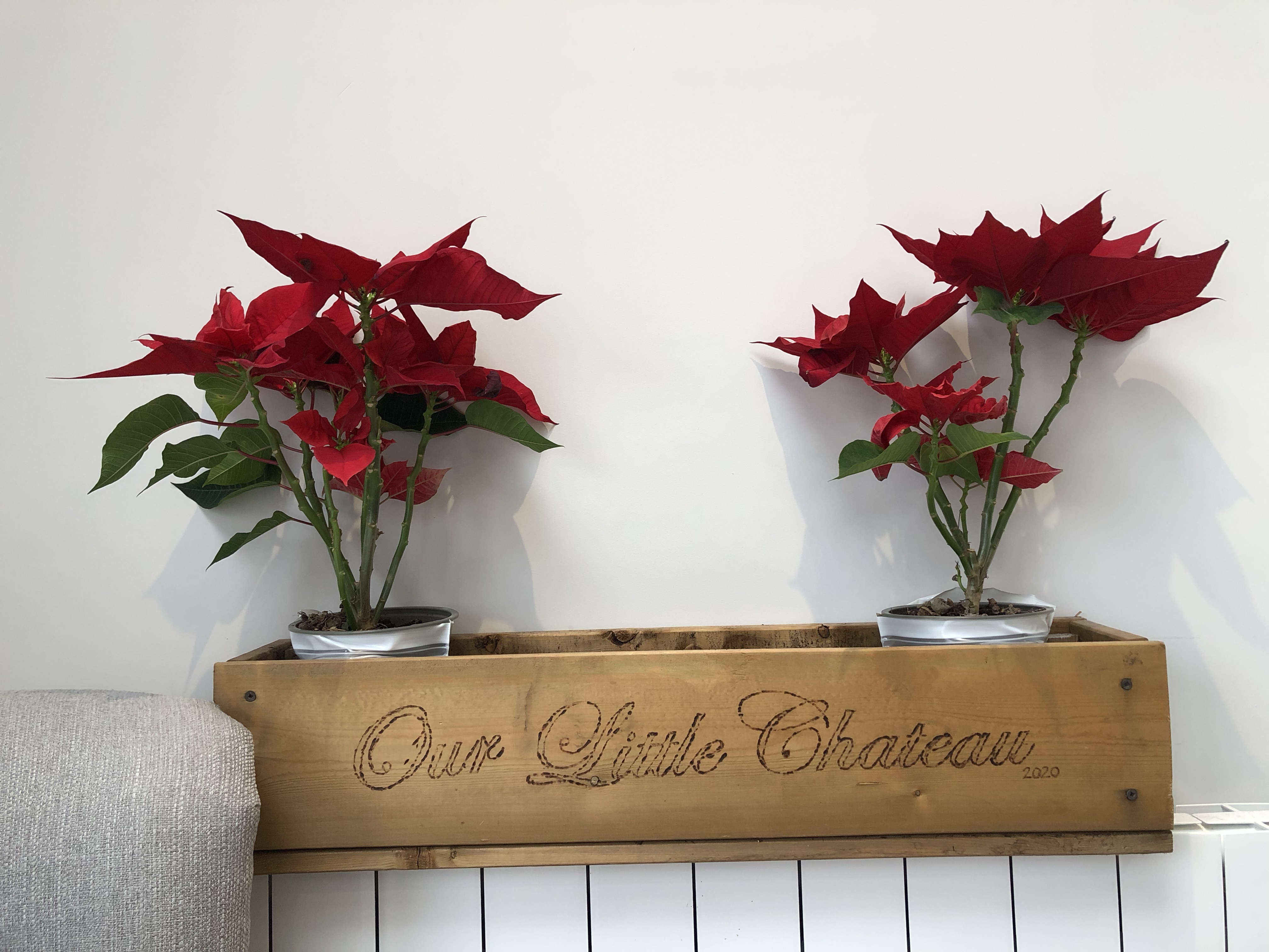How To Grow Poinsettias