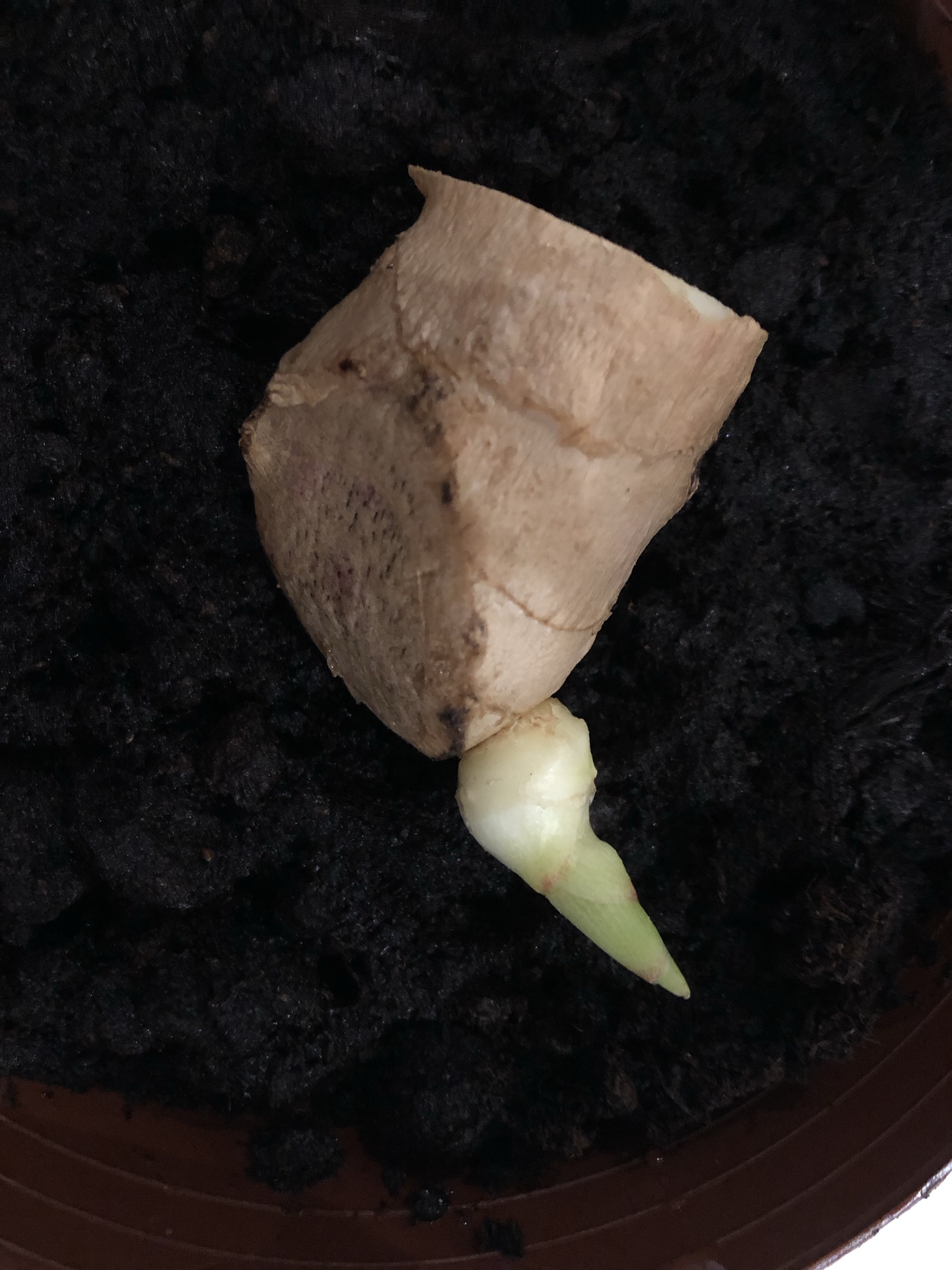 How To Grow Ginger