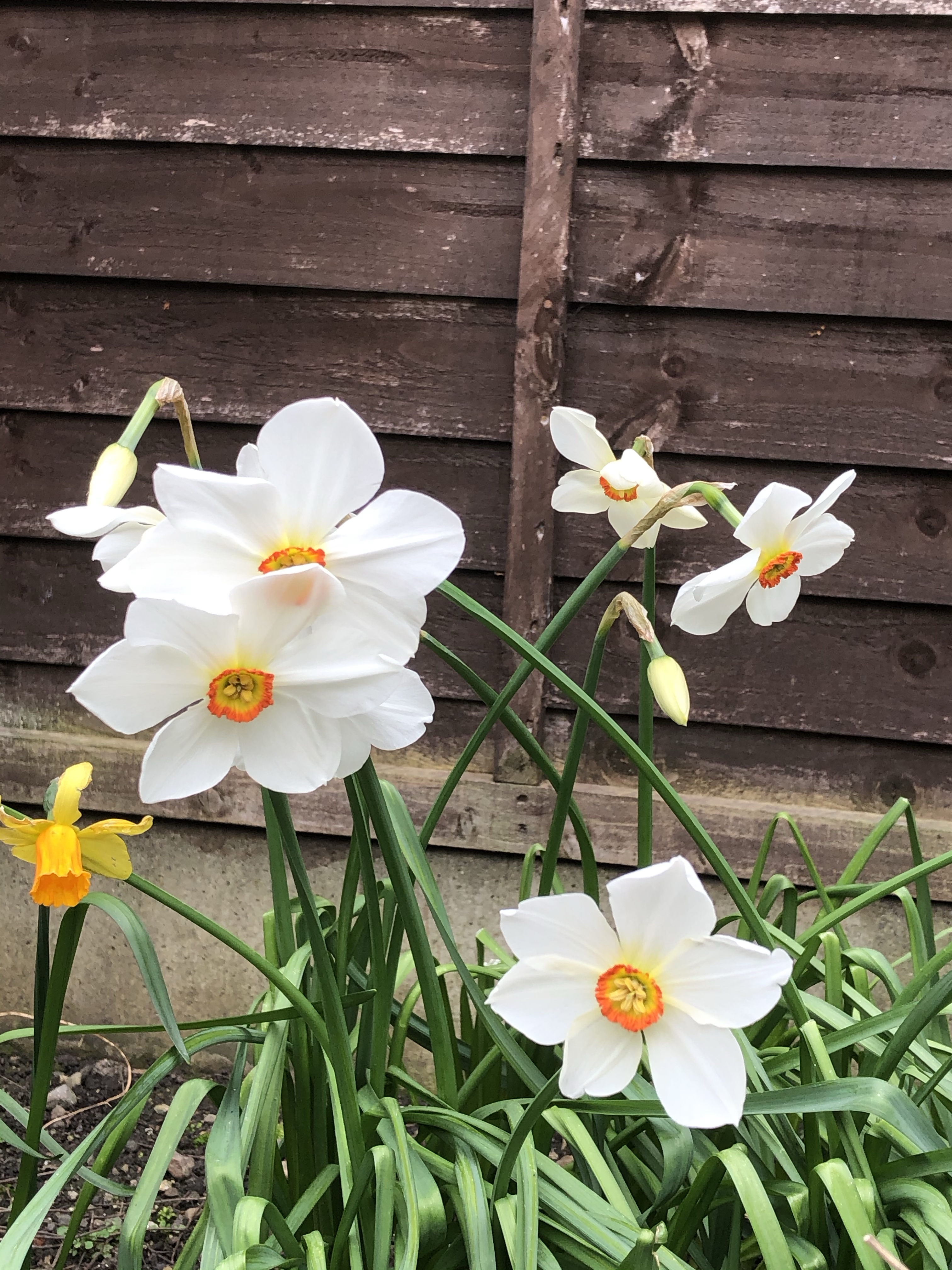 How to Grow Poet’s Narcissus Flowers