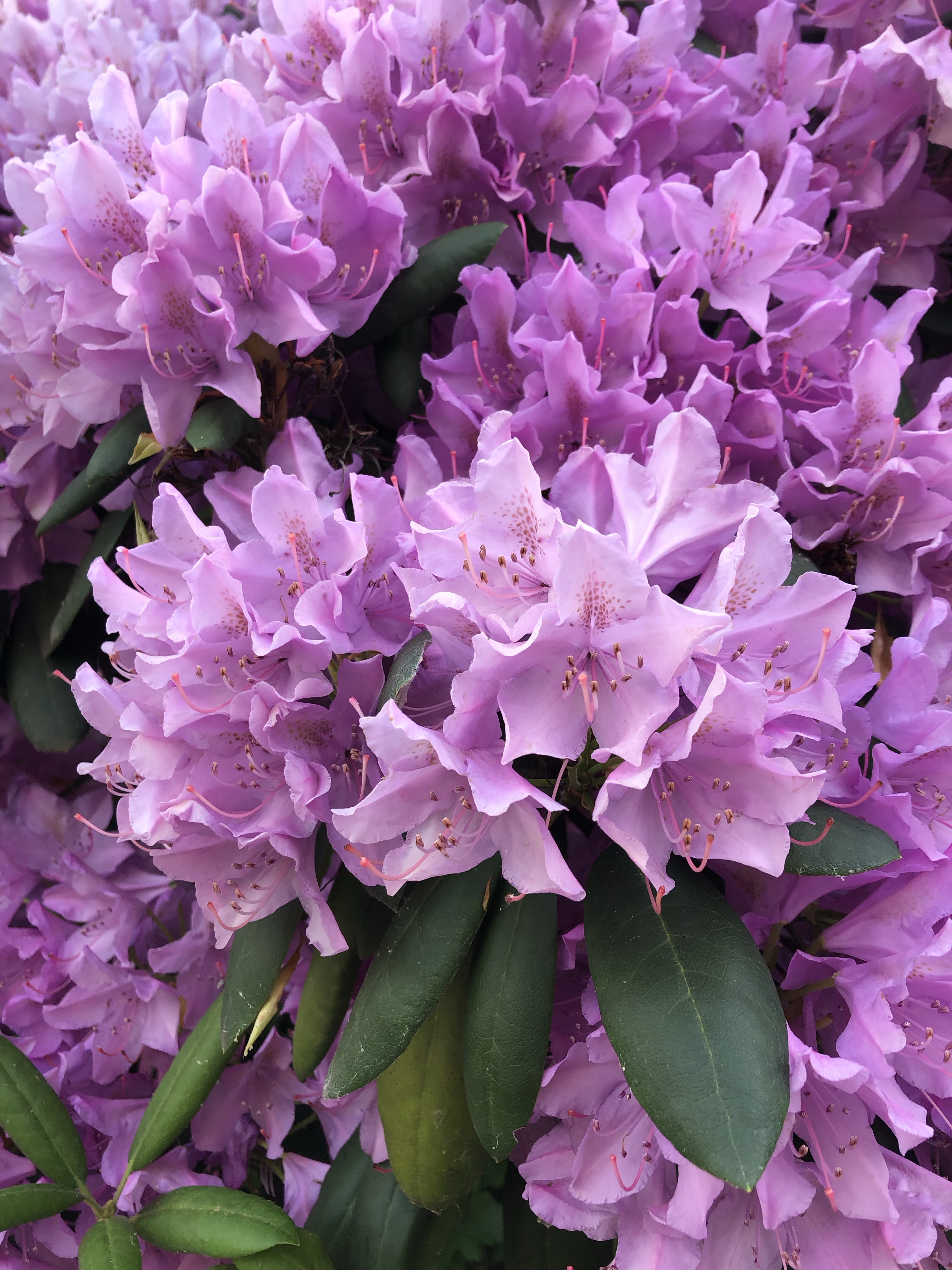 How To Grow Catawba Rhododendron