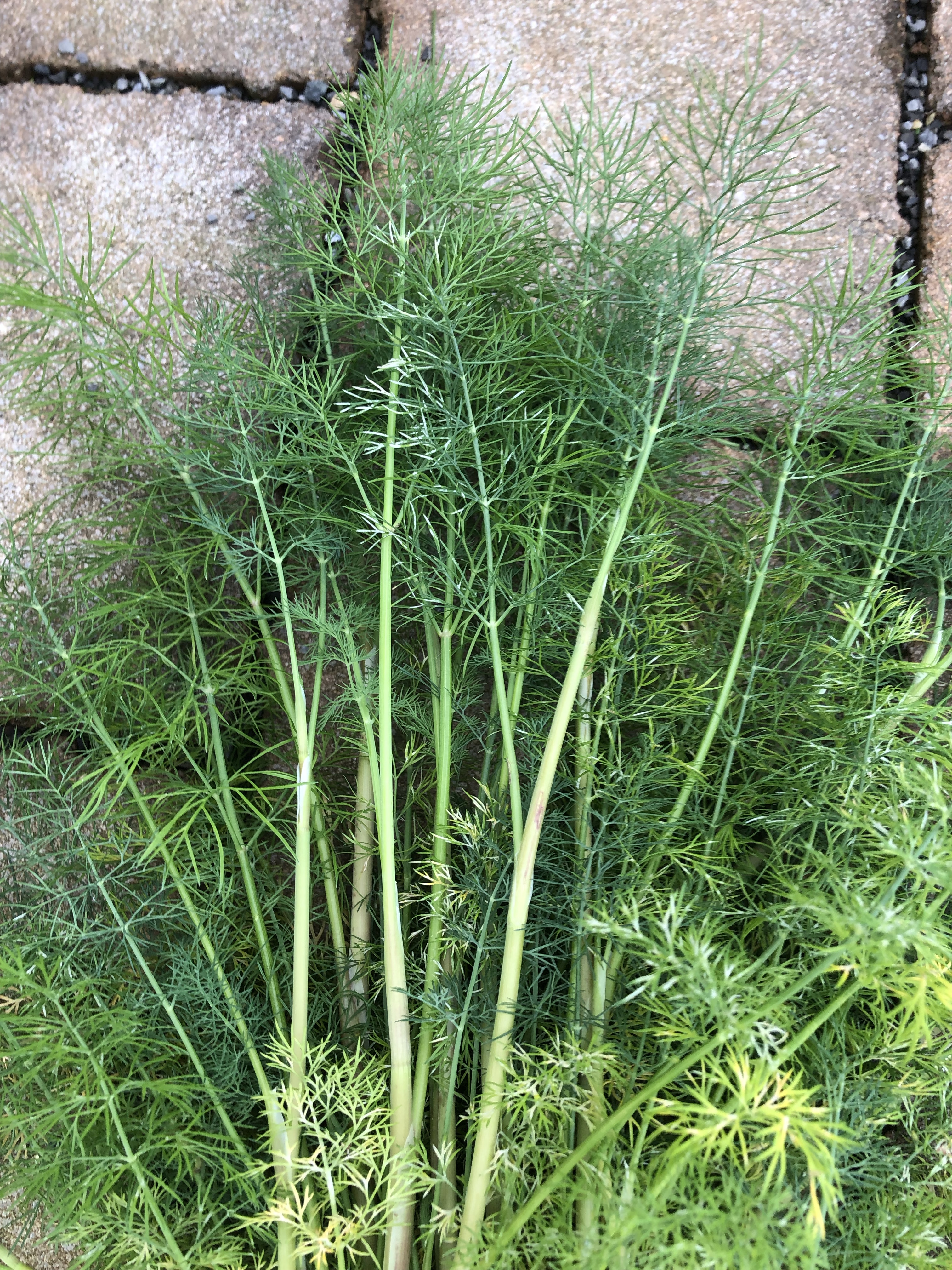 Dill Growing and Care Guide