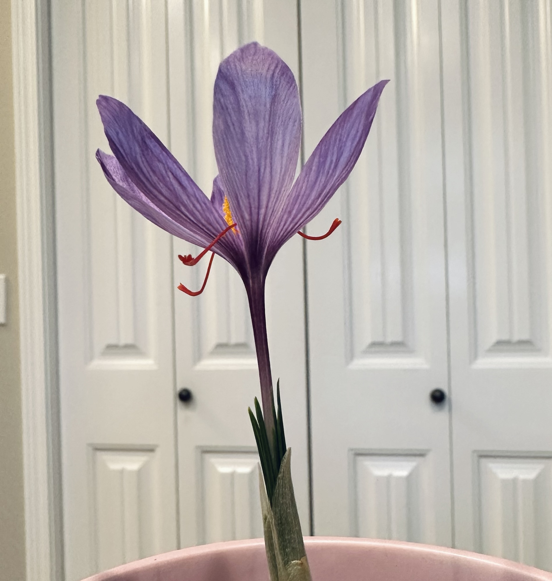 How to Grow Saffron Indoors